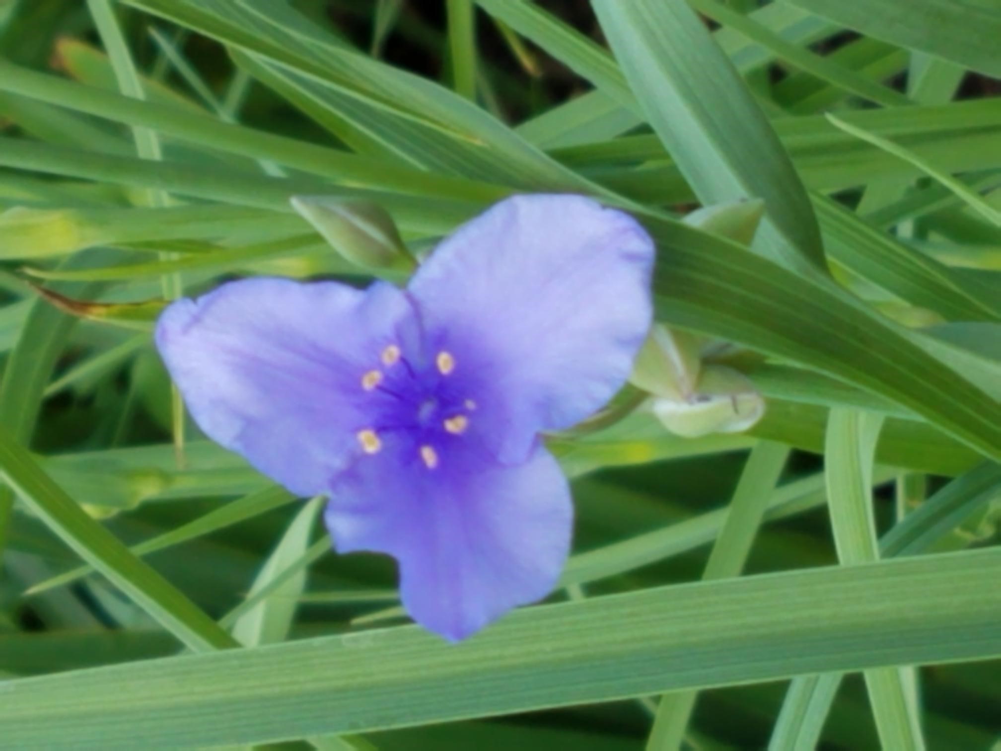 blue flag iris